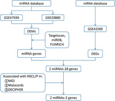 Identification of New miRNA-mRNA Networks in the Development of Non-syndromic Cleft Lip With or Without Cleft Palate